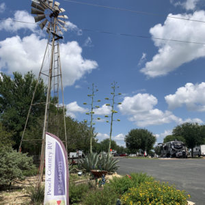 Century Plants in Bloom!