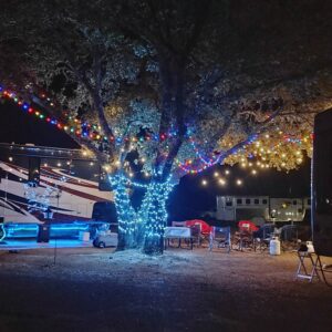 Fully Illuminated Tree